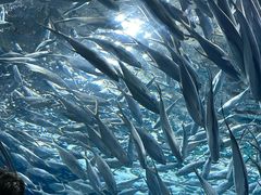 -上海海洋水族馆
