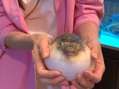 -肆月河豚·淮扬菜·湘菜(华天店)
