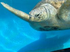 -珠海长隆海洋王国