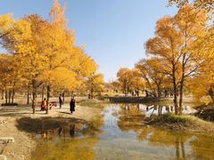 -金塔沙漠胡杨林景区
