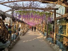 -呀路古热带植物园