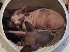 -猫小院猫主题咖啡厅(北锣店)