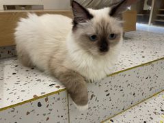 -猫域·湾主题猫咖·宠物吧(南坪城市广场店)