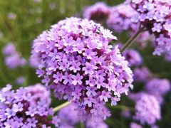 -杭州城北体育公园