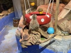 -正佳雨林生态植物园
