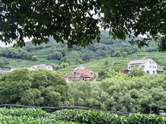 -十八棵（老龙井）御茶园(老龙井店)