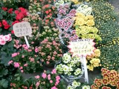 -三圣花乡旅游区