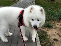 -宠福鑫康馨动物医院·骨科·眼科