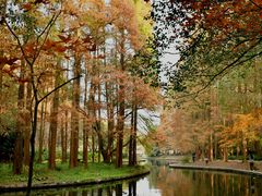 -上海共青森林公园