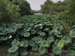 -昆山城市生态森林公园