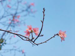 -狐尾山公园