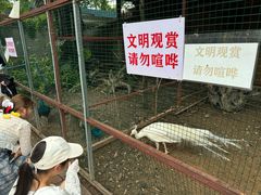 -西双版纳总佛寺