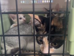 -瑞派旺宝宠物医院·犬猫全科综合·尿道专科(莲兴院)