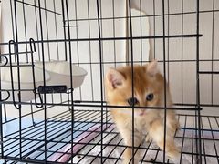 -喵百万·布偶·蓝金金渐层英短·猫舍(百子湾店)