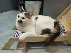 -瑞派宠物医院(搏威敦和院)