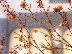 -新加坡乌节希尔顿酒店 (SG Clean)