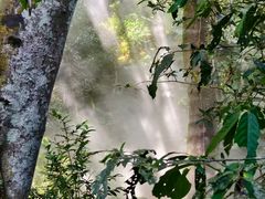-西双版纳原始森林公园