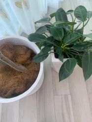 -HEYAN荷妍专业脱毛连锁机构