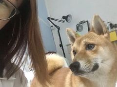 -柴犬高等学院·狗咖·柴犬售卖·宠物训练