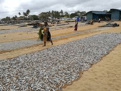 -尼甘布海鲜市场