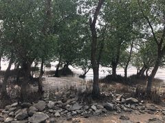 -宝安西湾红树林湿地公园