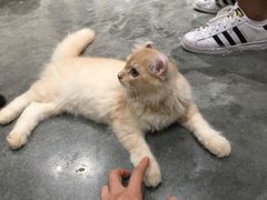 -瞄一喵猫咖(格力海岸店)