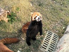 -灵玲国际马戏城