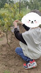 -前小桔亲子创意农场·草莓采摘·露营烧烤