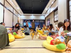-逗柴咖啡屋·狗咖猫咖宠物桌游