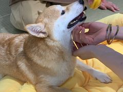 -逗柴咖啡屋·狗咖猫咖宠物桌游