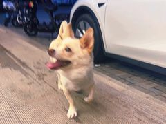 -瑞派康怡24h宠物医院·犬猫医疗中心·微创绝育(瑞景分院)
