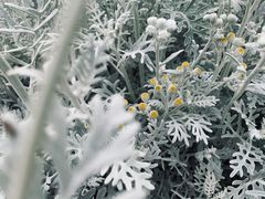 -狼山风景名胜区