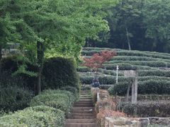 -中国茶叶博物馆(双峰馆区)