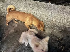 -环秀楼(黄山呈坎店)