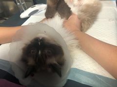 -爱诺耐芙动物医院(万博店)