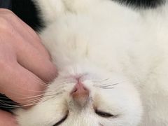 -lincat·猫舍(广州店)