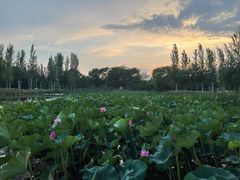 -西安浐灞国家湿地公园