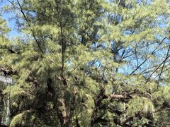 -北海金海湾红树林生态旅游区