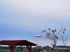 -空港花田景区