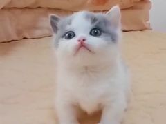 -Bastet sally猫舍购宠(静安店)