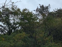 -山叶口景区