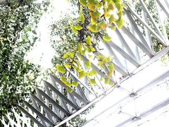 -三里屯东五街银杏大道