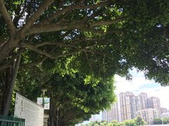 -光明港公园