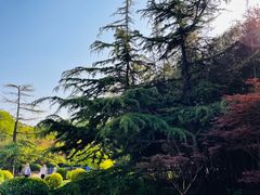-莲花池公园