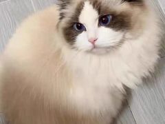 -猫十亿·布偶金渐层·曼基康矮脚猫舍(青年路店)