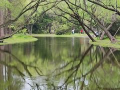 -上海共青森林公园