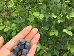 -花山蓝莓采摘园