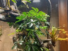 -帕帕拉兹宠物(亚洲旗舰店)