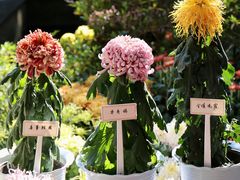 -杭州植物园