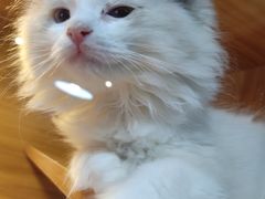 -猫十亿·布偶金渐层·曼基康矮脚猫舍(青年路店)